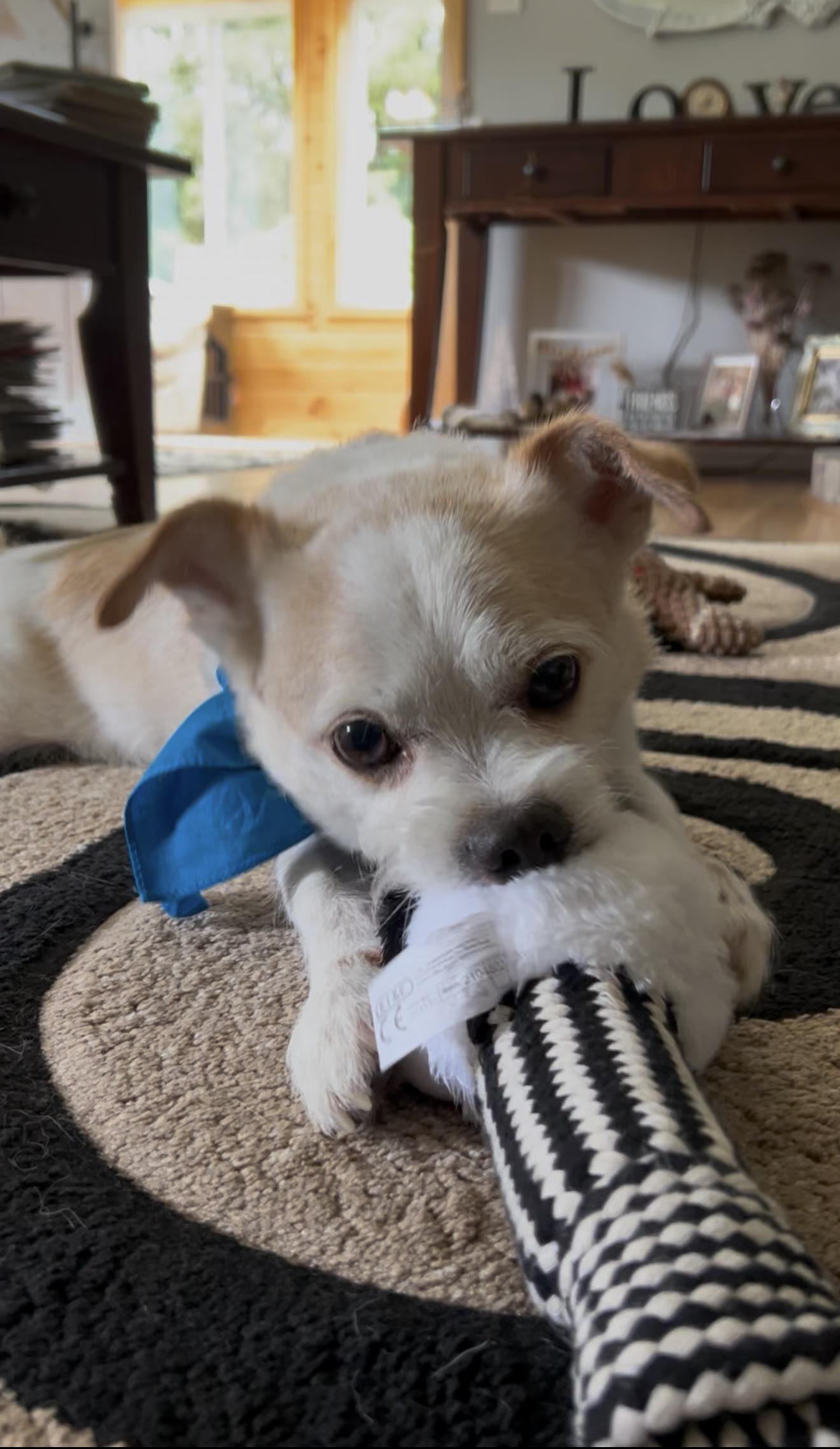 Gizmo ( courtesy post ), a ADOPTABLE mixed breed in WARREN, RI image 2/3