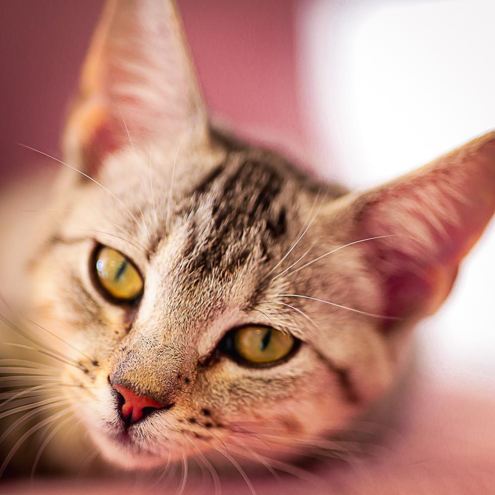 Vala, a Adoptable Domestic Short Hair in Topeka, KS image 2/4