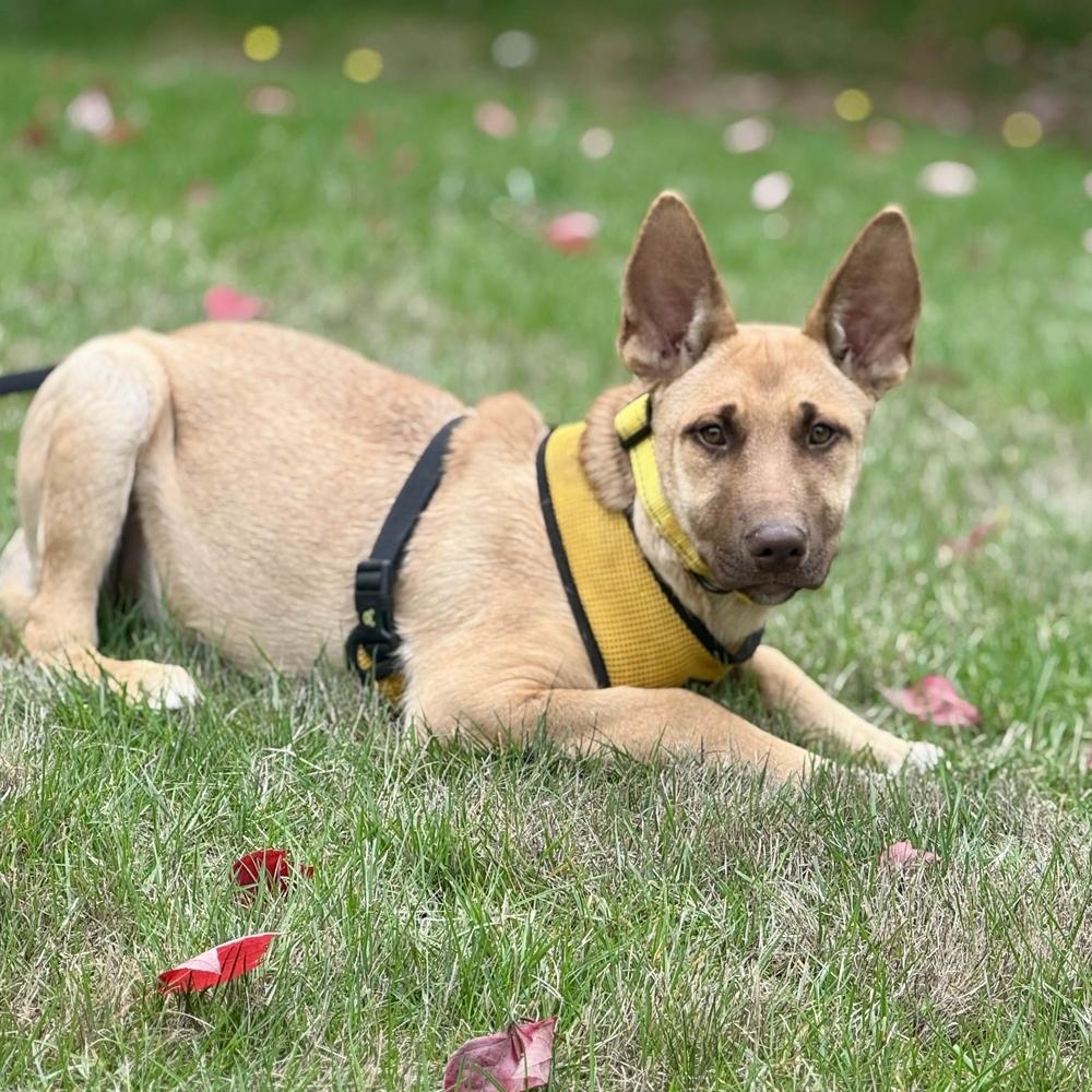 Moira - Schitt's Creek Litter - AVAILABLE, Adoptable, Puppy Female Shepherd.