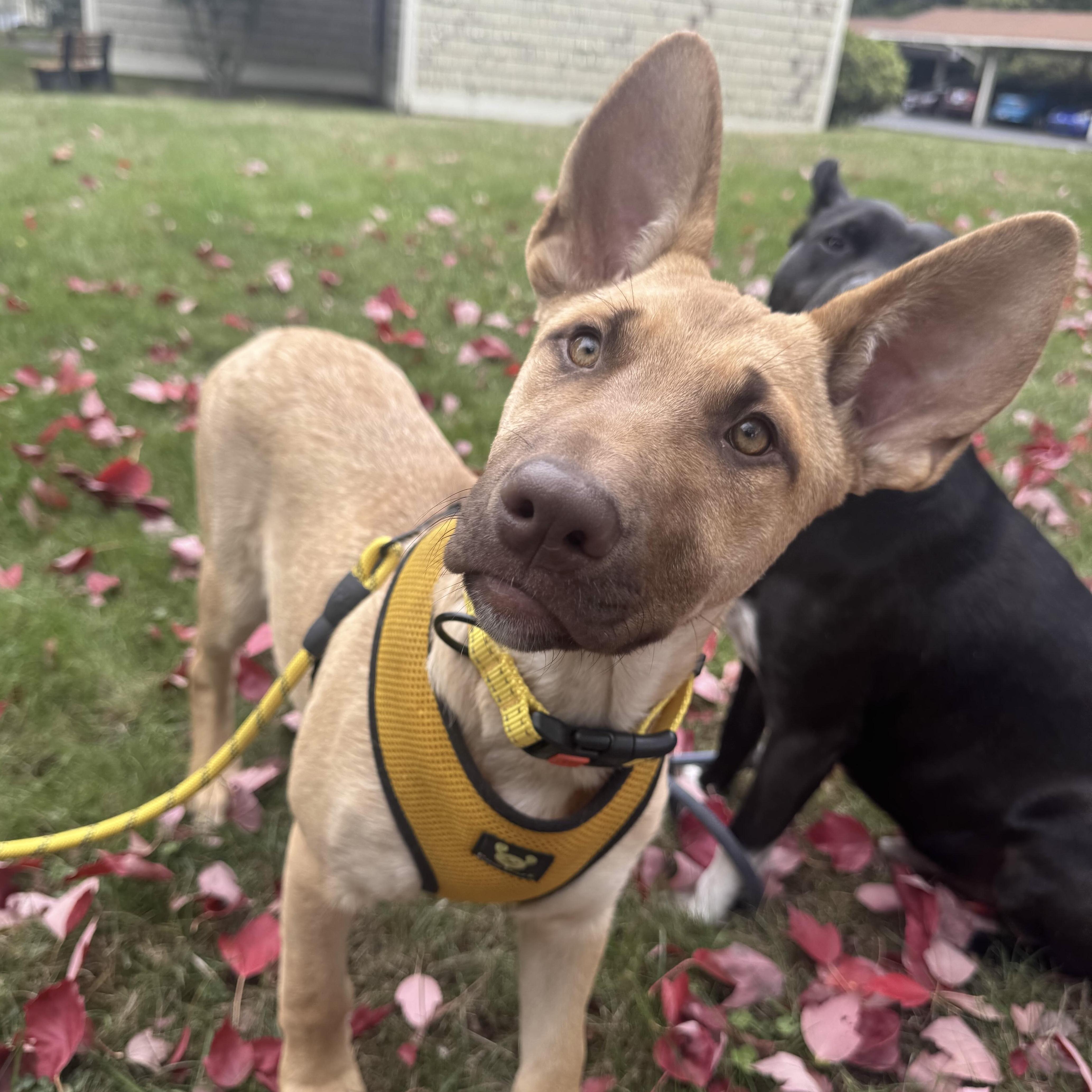 Enlarge Moira - Schitt&#39;s Creek Litter - AVAILABLE, a Adoptable mixed breed in Seattle, WA image 1/6