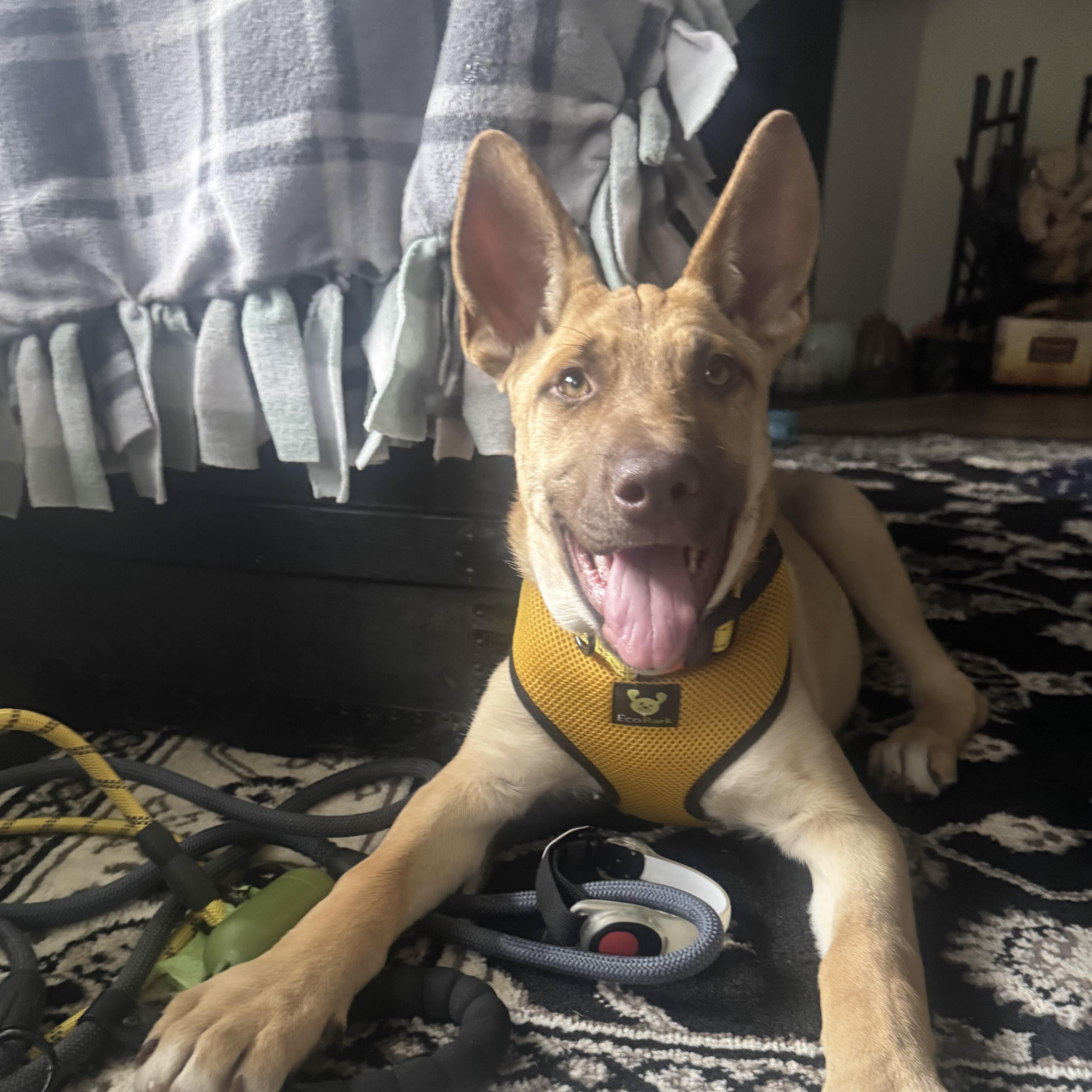 Enlarge Moira - Schitt&#39;s Creek Litter - AVAILABLE, a Adoptable mixed breed in Seattle, WA image 2/6