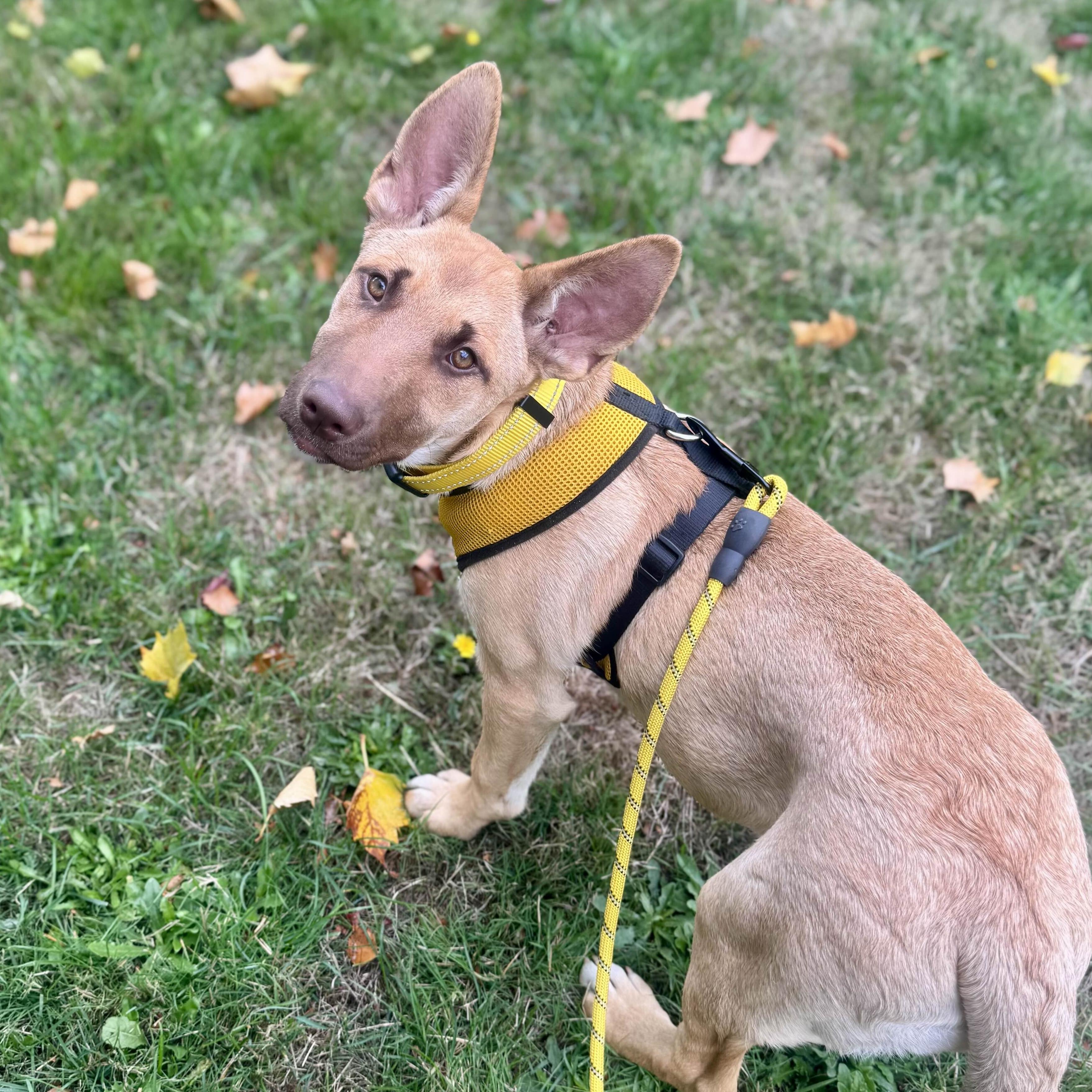 Enlarge Moira - Schitt&#39;s Creek Litter - AVAILABLE, a Adoptable mixed breed in Seattle, WA image 3/6