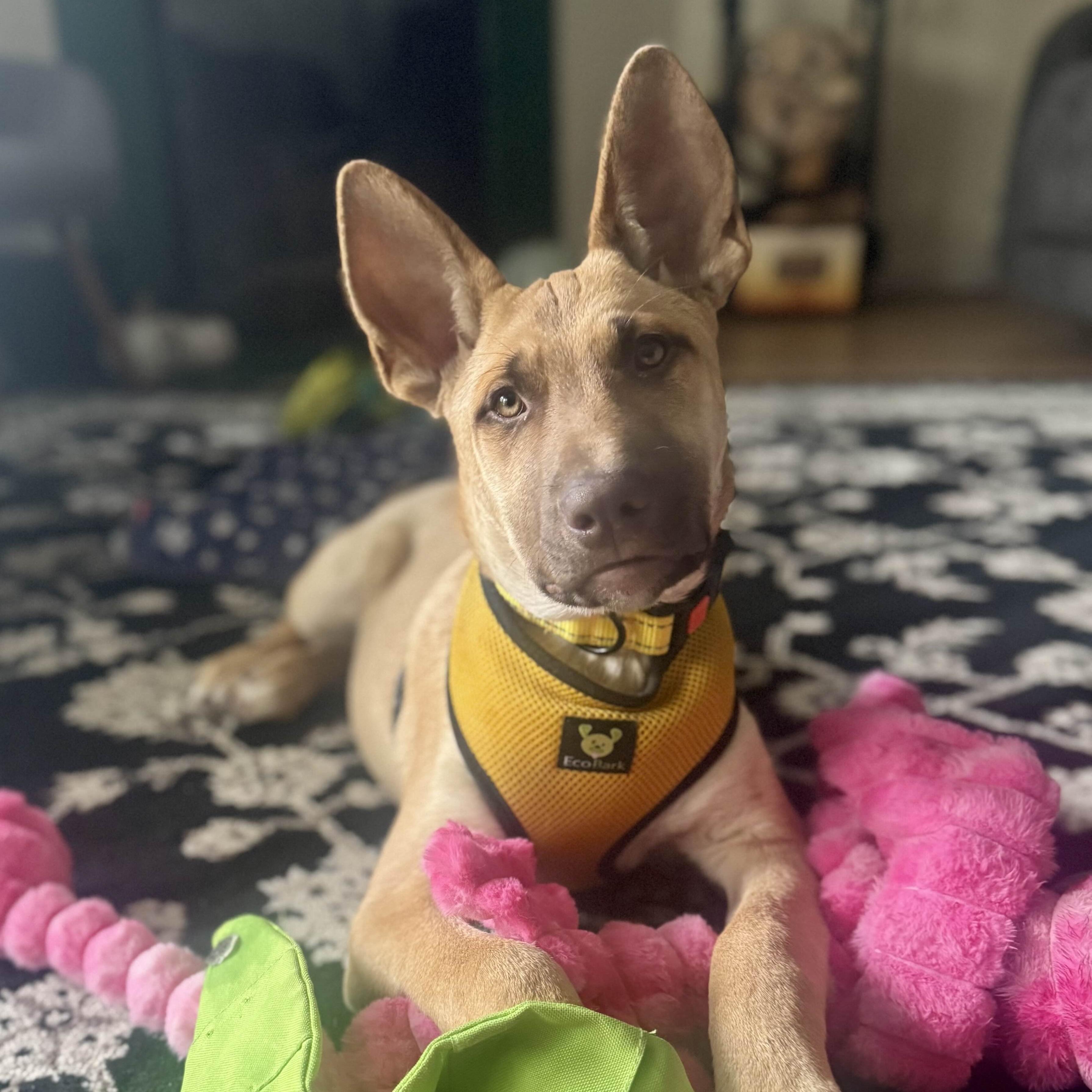 Enlarge Moira - Schitt&#39;s Creek Litter - AVAILABLE, a Adoptable mixed breed in Seattle, WA image 4/6