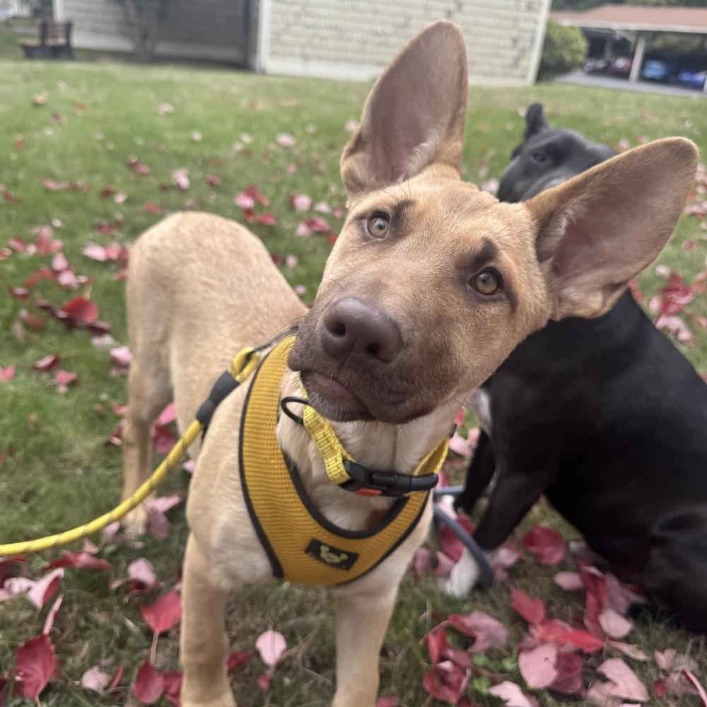 Enlarge Moira - Schitt's Creek Litter - AVAILABLE, a Adoptable mixed breed in Seattle, WA image 2/6