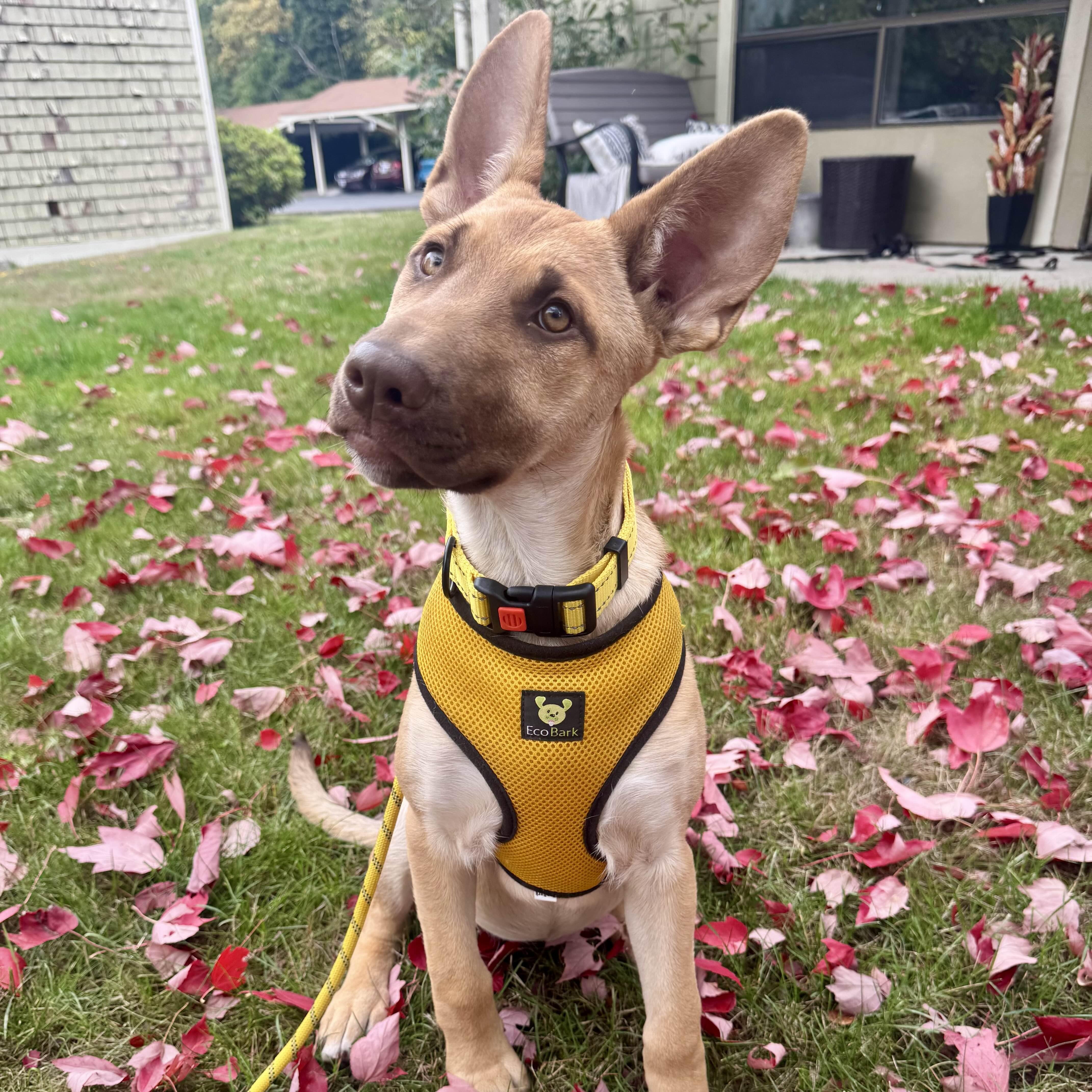 Enlarge Moira - Schitt&#39;s Creek Litter - AVAILABLE, a Adoptable mixed breed in Seattle, WA image 5/6