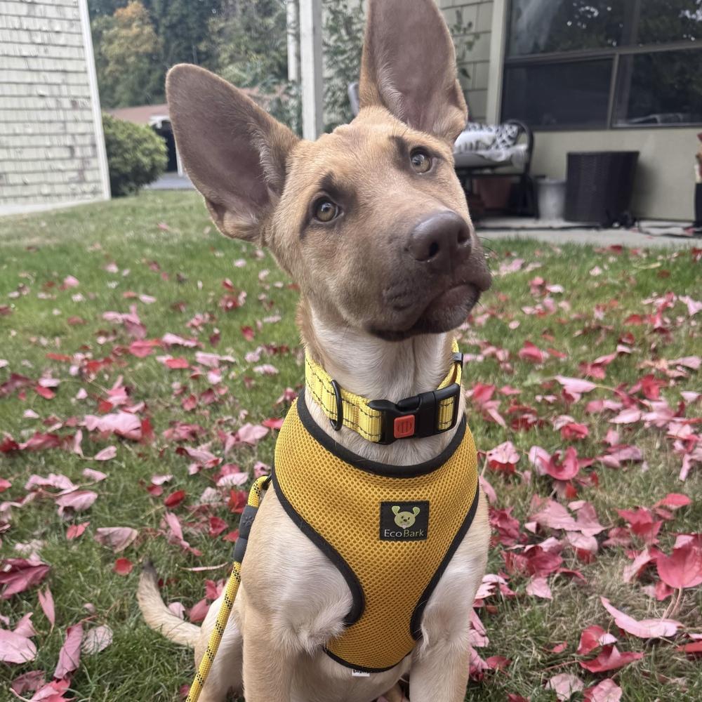 Enlarge Moira - Schitt's Creek Litter - AVAILABLE, a Adoptable mixed breed in Seattle, WA image 4/6