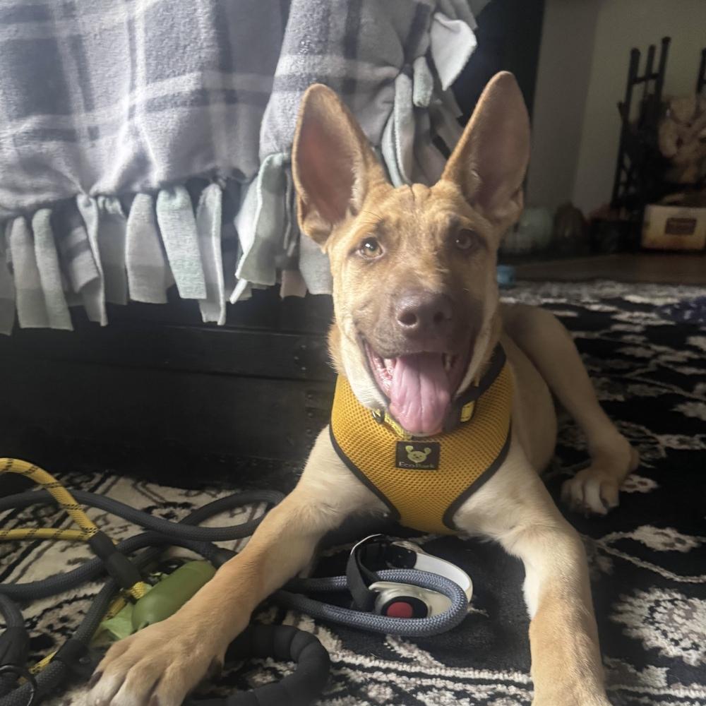 Enlarge Moira - Schitt's Creek Litter - AVAILABLE, a Adoptable mixed breed in Seattle, WA image 5/6