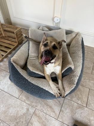 MIRABELLA, Adoptable, Adult Female German Shepherd Dog & Mixed Breed.