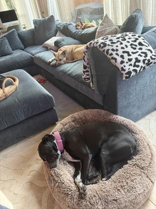 Enlarge MIRABELLA, a Adoptable mixed breed in Houston, TX image 2/3