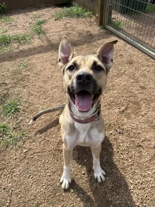 Enlarge MIRABELLA, a Adoptable mixed breed in Houston, TX image 3/3