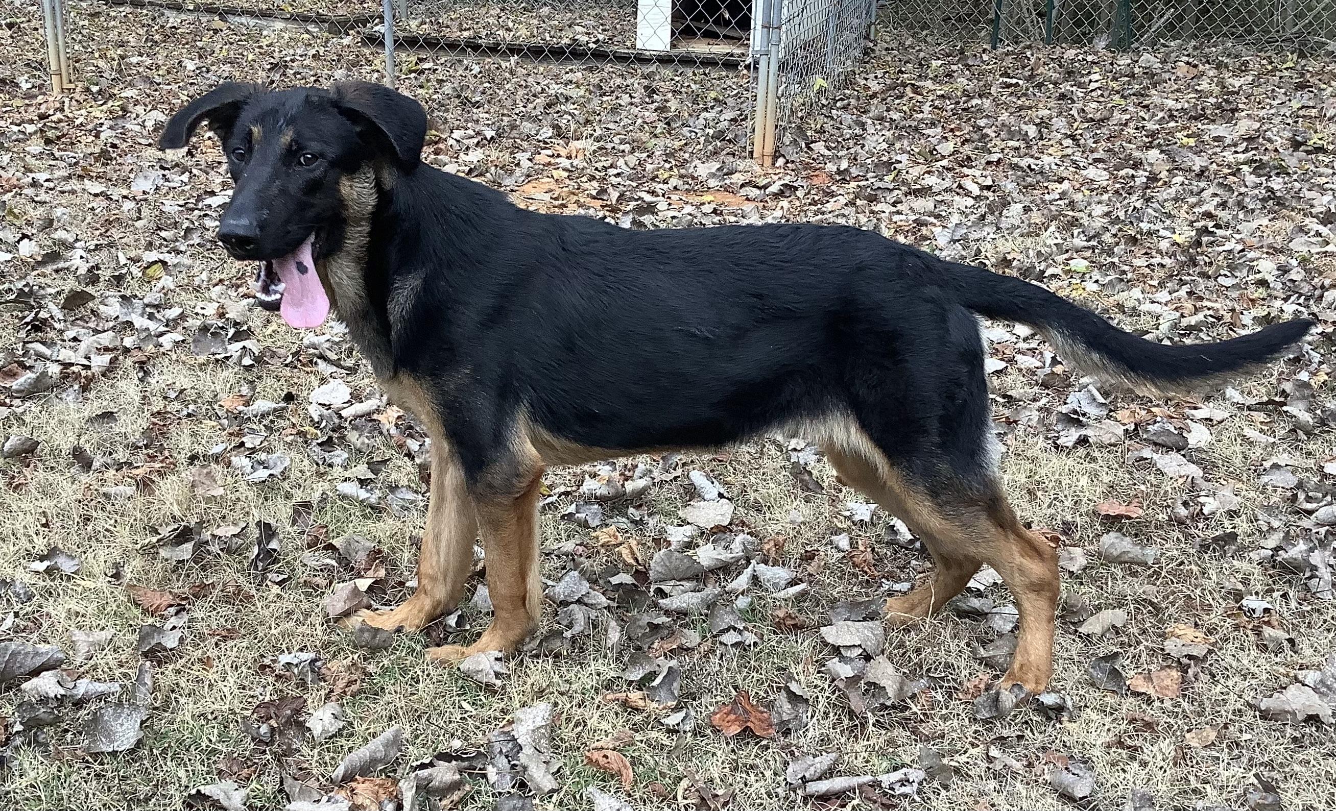 Enlarge Ranger, a Adoptable German Shepherd Dog in Scottsboro, AL image 1/3