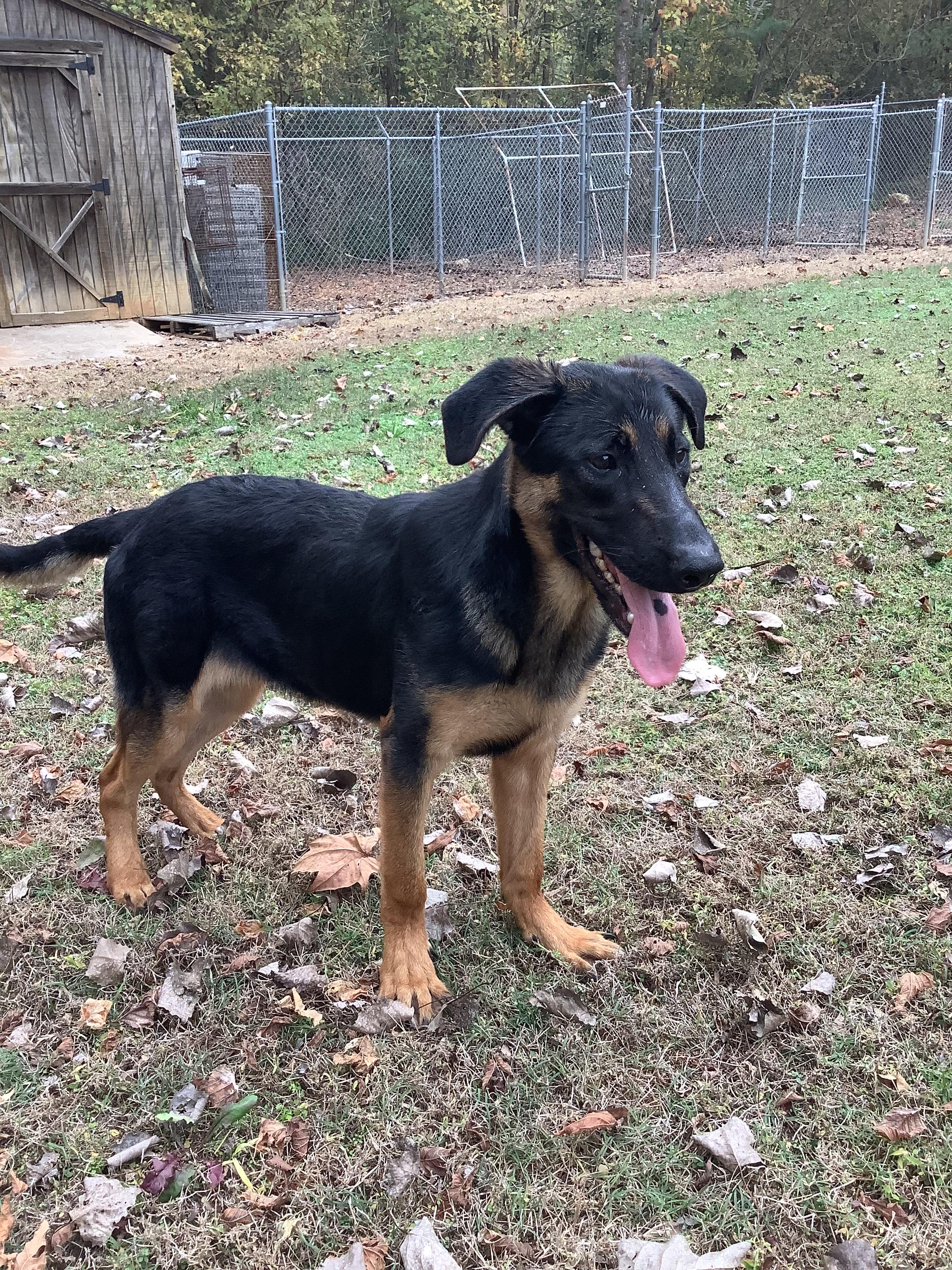 Enlarge Ranger, a Adoptable German Shepherd Dog in Scottsboro, AL image 2/3