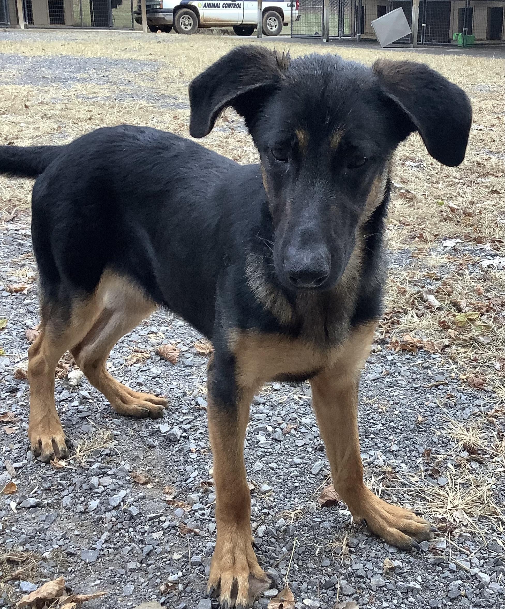 Enlarge Ranger, a Adoptable German Shepherd Dog in Scottsboro, AL image 3/3