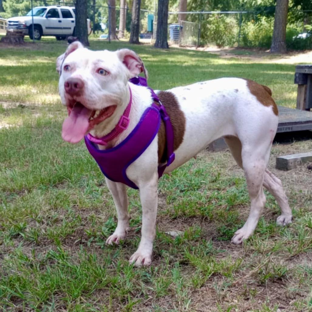 Daffodil, Adoptable, Adult Female Pit Bull Terrier.