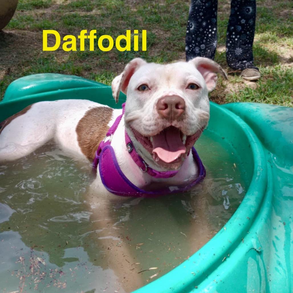 Enlarge Daffodil, a Adoptable Pit Bull Terrier in Palestine, TX image 2/5