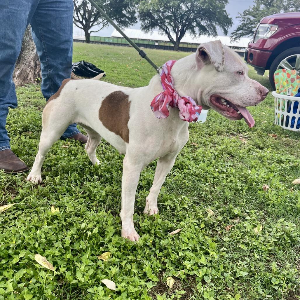 Enlarge Daffodil, a Adoptable Pit Bull Terrier in Palestine, TX image 3/5