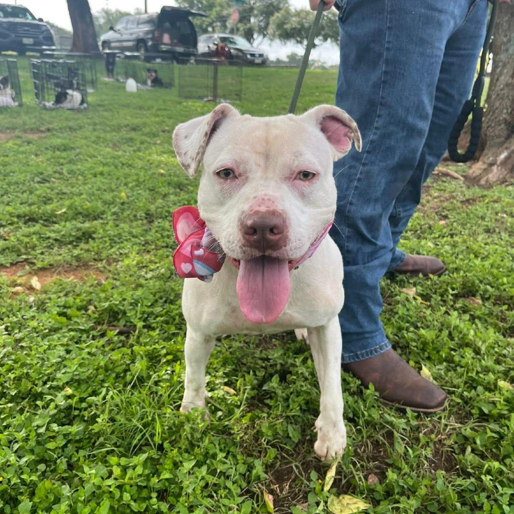 Enlarge Daffodil, a Adoptable Pit Bull Terrier in Palestine, TX image 4/5