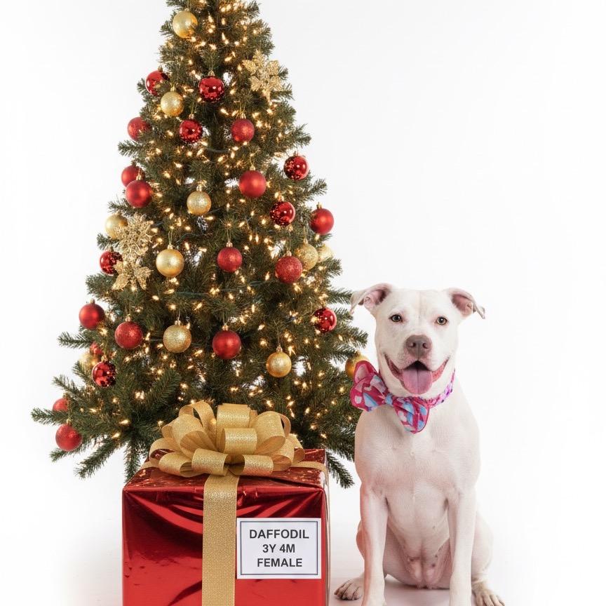 Enlarge Daffodil, a Adoptable Pit Bull Terrier in Palestine, TX image 5/5