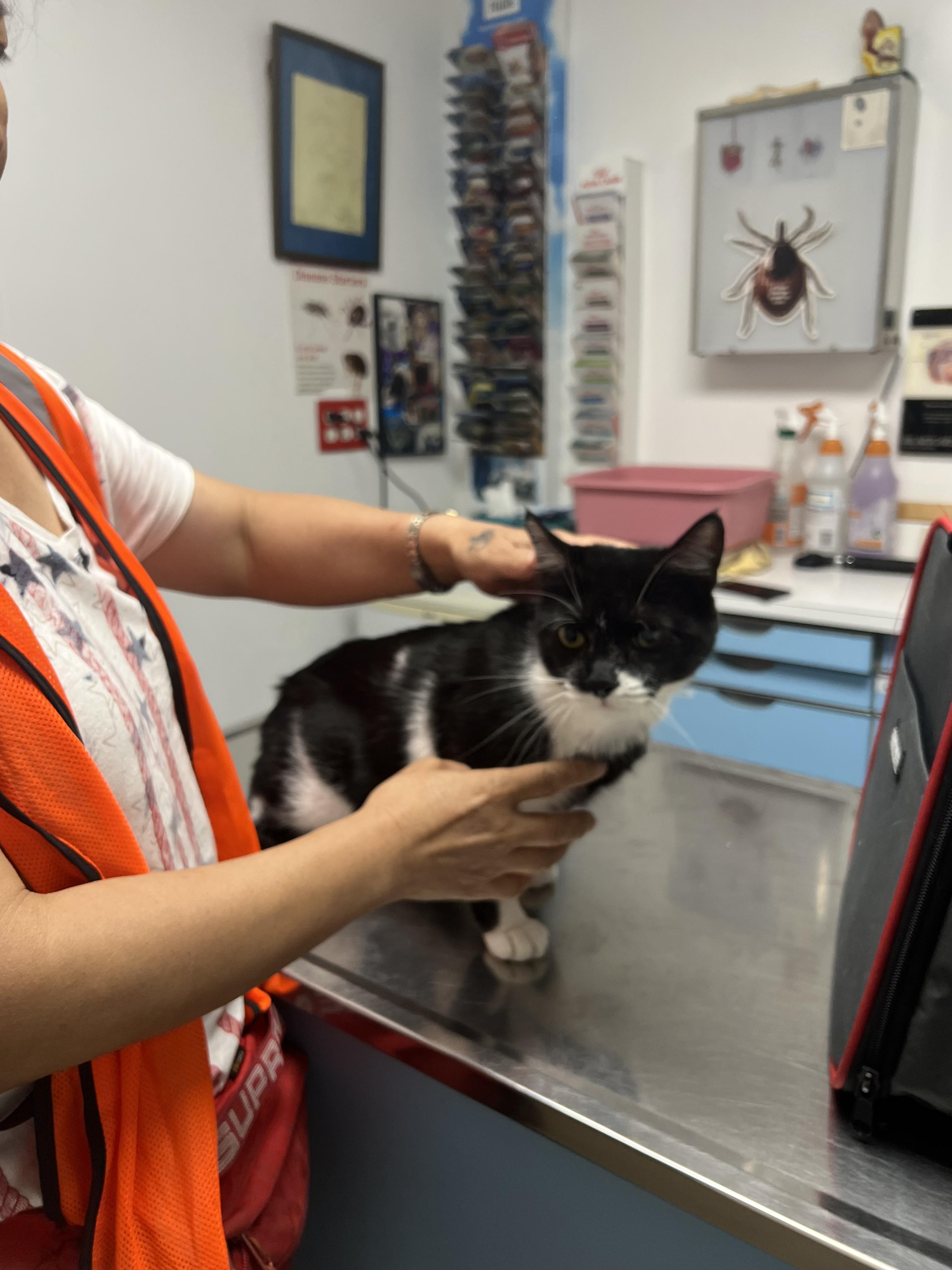 Enlarge Lovely, a Adoptable mixed breed in Flushing, NY image 3/4