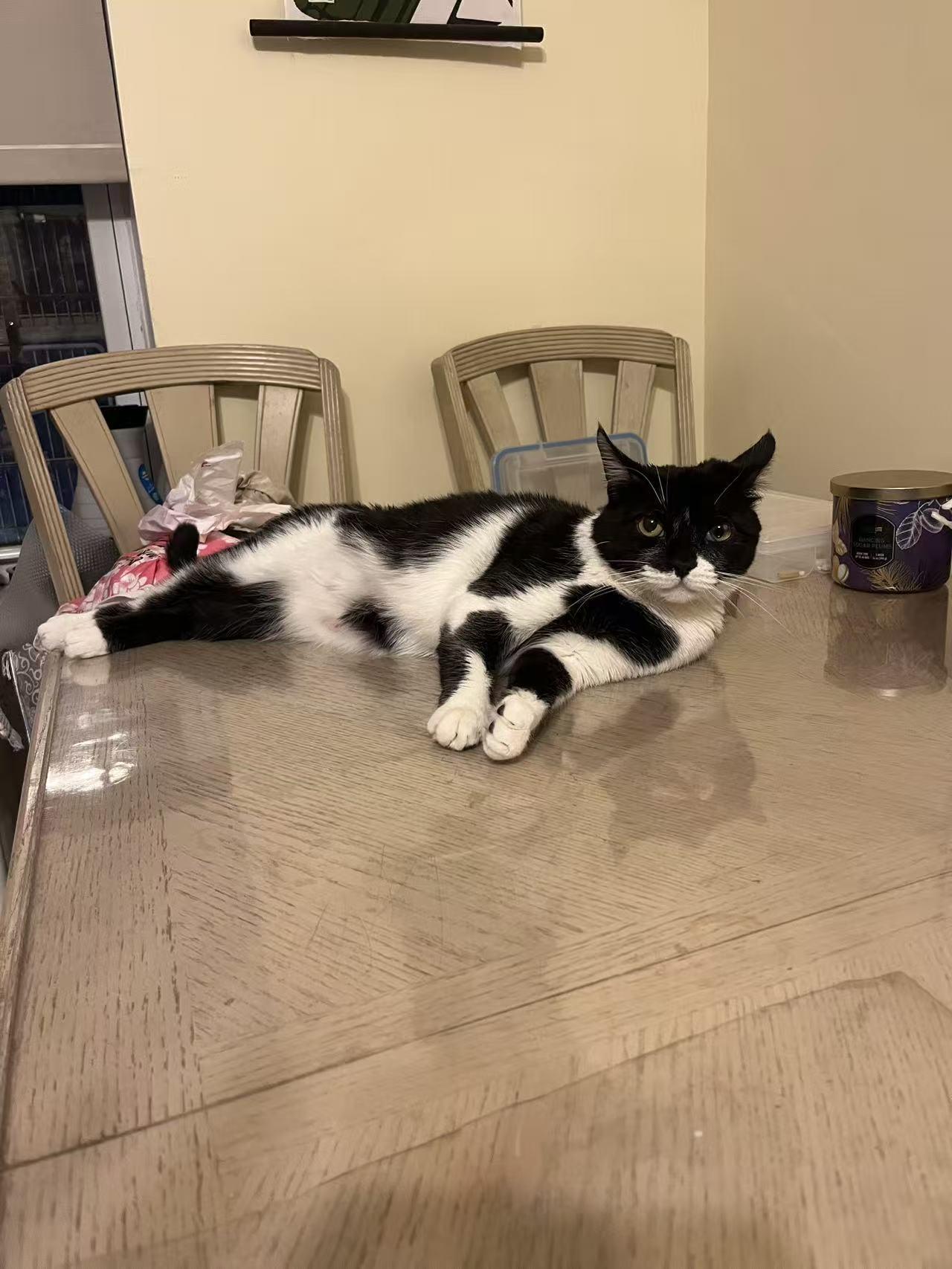 Enlarge Lovely, a Adoptable mixed breed in Flushing, NY image 6/6