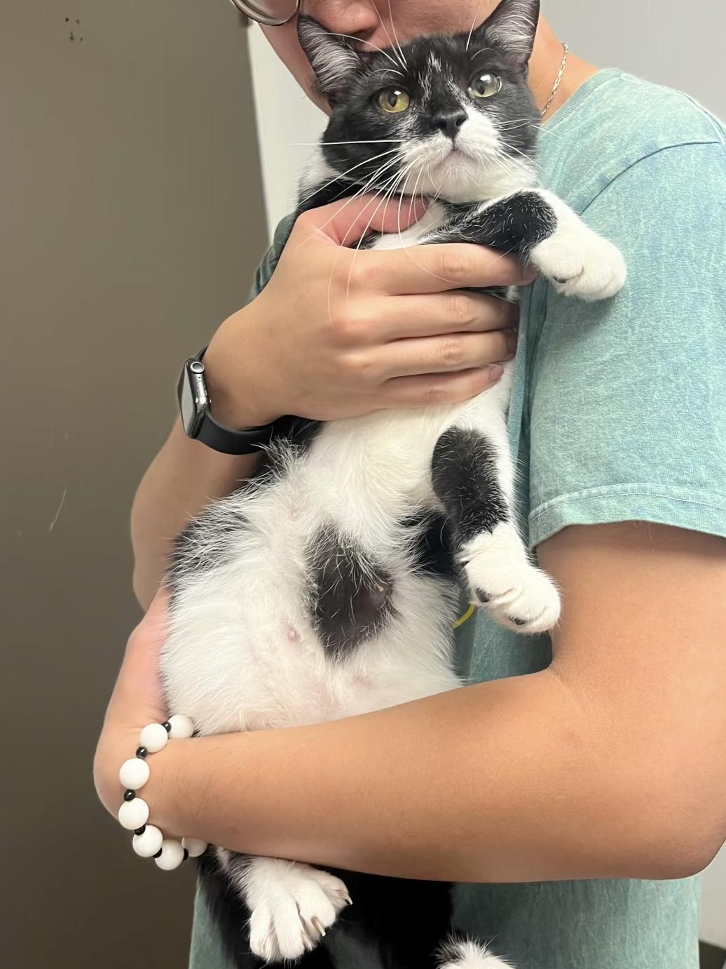 Lovely, Adoptable, Young Female Tuxedo & Domestic Short Hair.