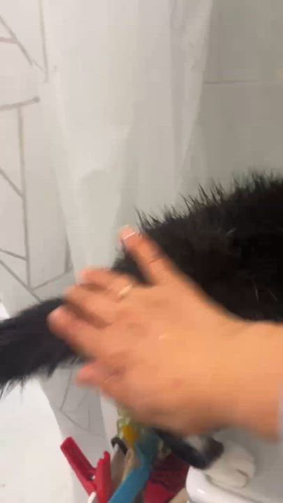 Enlarge Lovely, a Adoptable mixed breed in Flushing, NY video 5/6