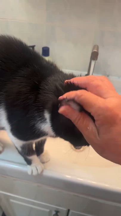 Enlarge Lovely, a Adoptable mixed breed in Flushing, NY video 4/4