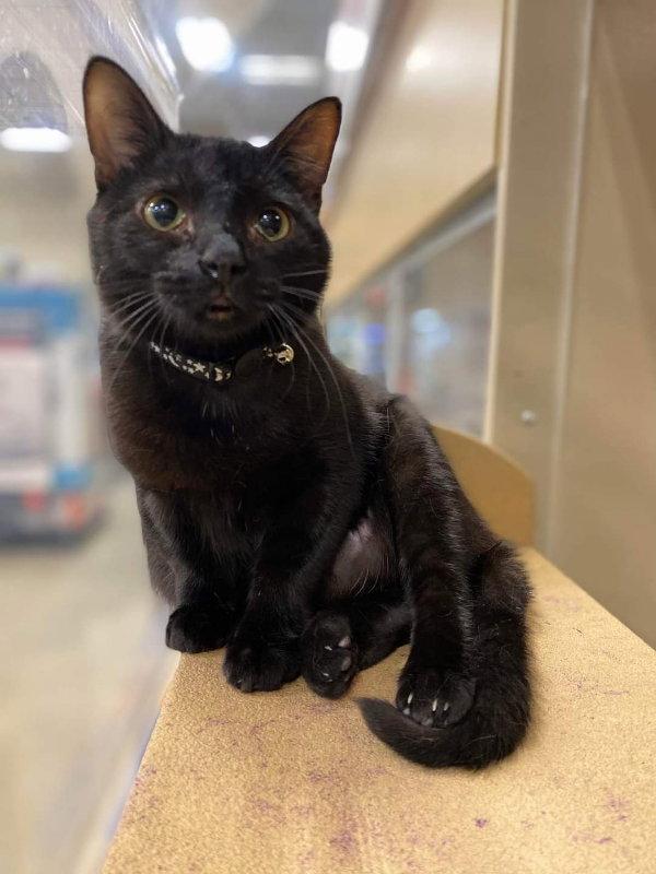 Lupine, Adopted, Young Male Domestic Short Hair & Tiger.