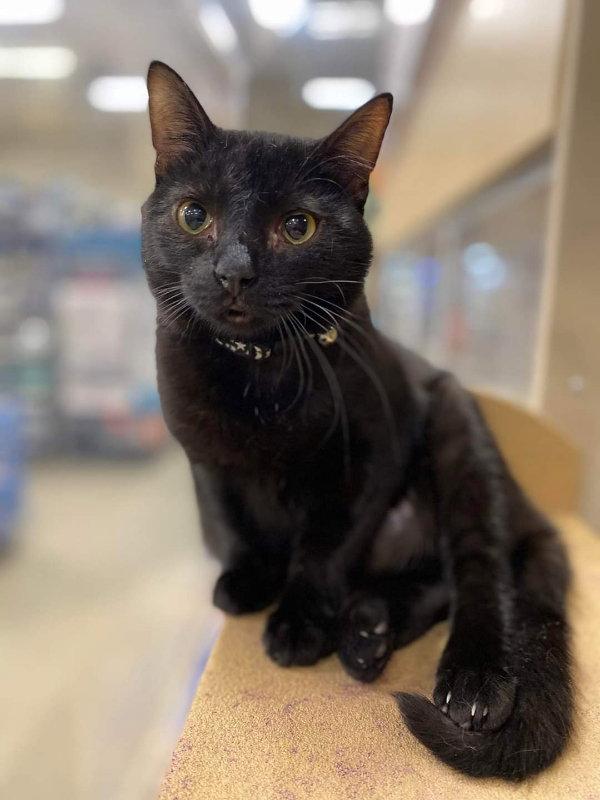 Lupine, a Adopted mixed breed in Niles, MI image 2/3