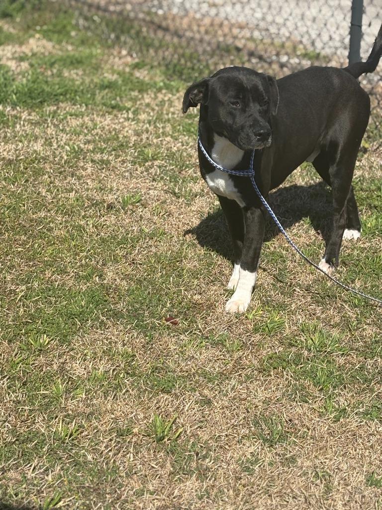 Enlarge Yo-Yo, a Adoptable mixed breed in Effingham, SC image 1/4