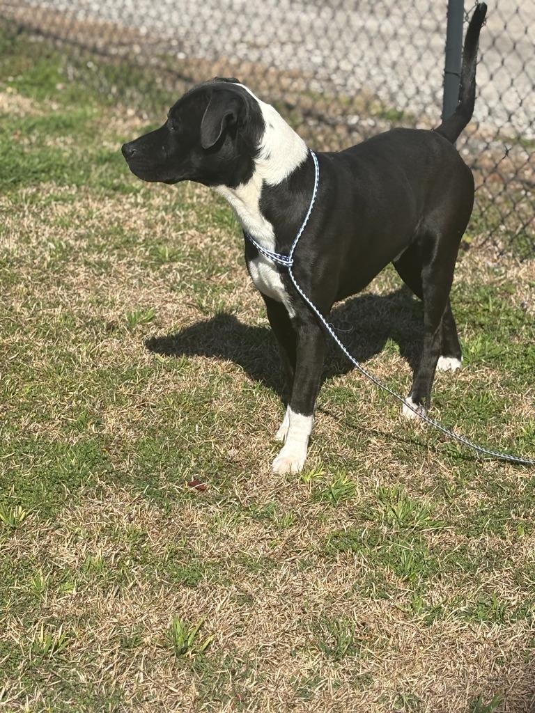 Enlarge Yo-Yo, a Adoptable mixed breed in Effingham, SC image 2/4
