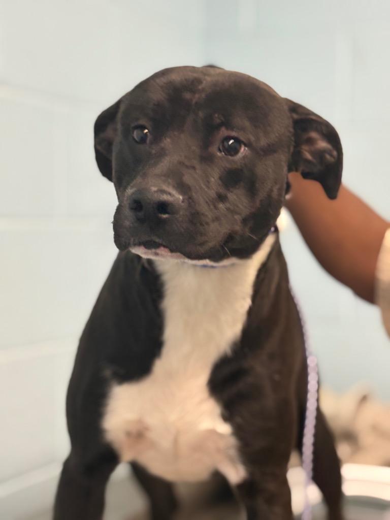 Enlarge Yo-Yo, a Adoptable mixed breed in Effingham, SC image 3/4