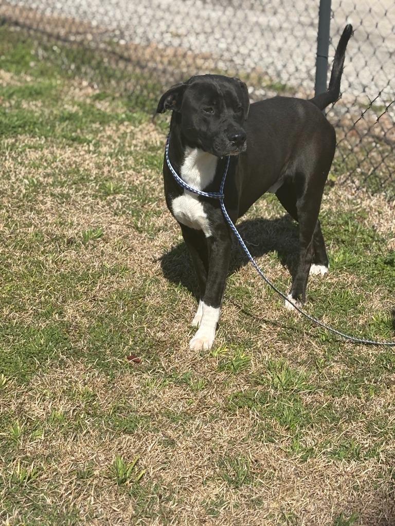 Enlarge Yo-Yo, a Adoptable mixed breed in Effingham, SC image 3/4
