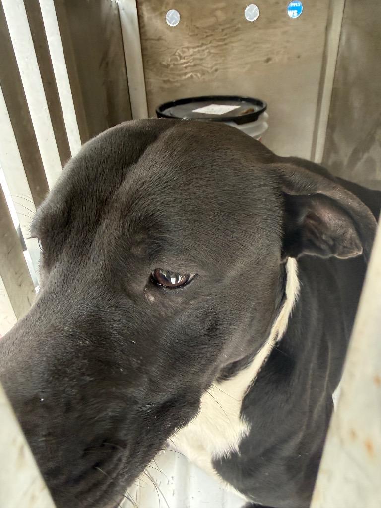 Enlarge Yo-Yo, a Adoptable mixed breed in Effingham, SC image 4/4