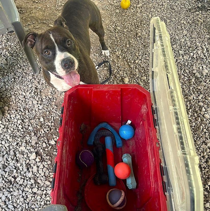 GAGE, ADOPTABLE, Adult Male Terrier.