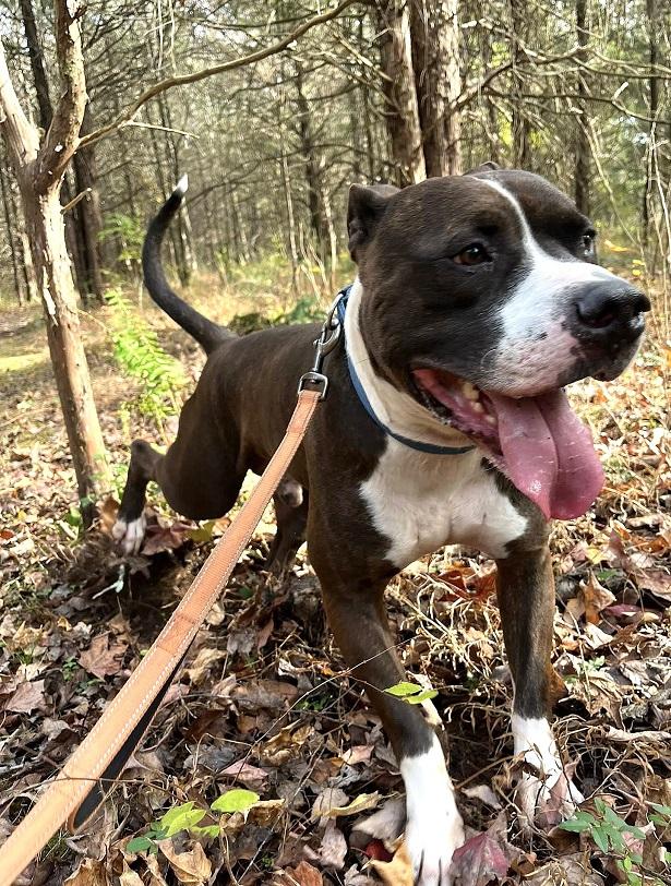 GAGE, a ADOPTABLE mixed breed in Pegram, TN image 2/6