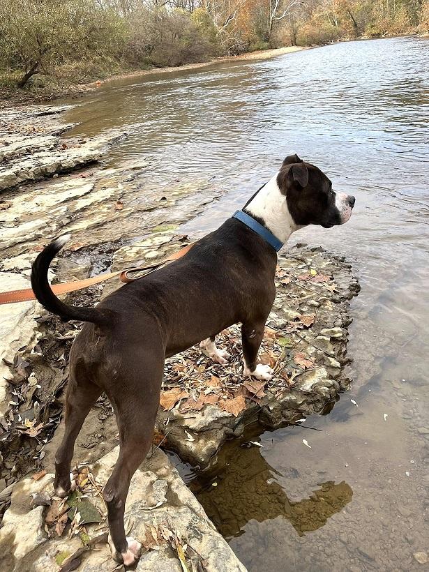 GAGE, a ADOPTABLE mixed breed in Pegram, TN image 3/6