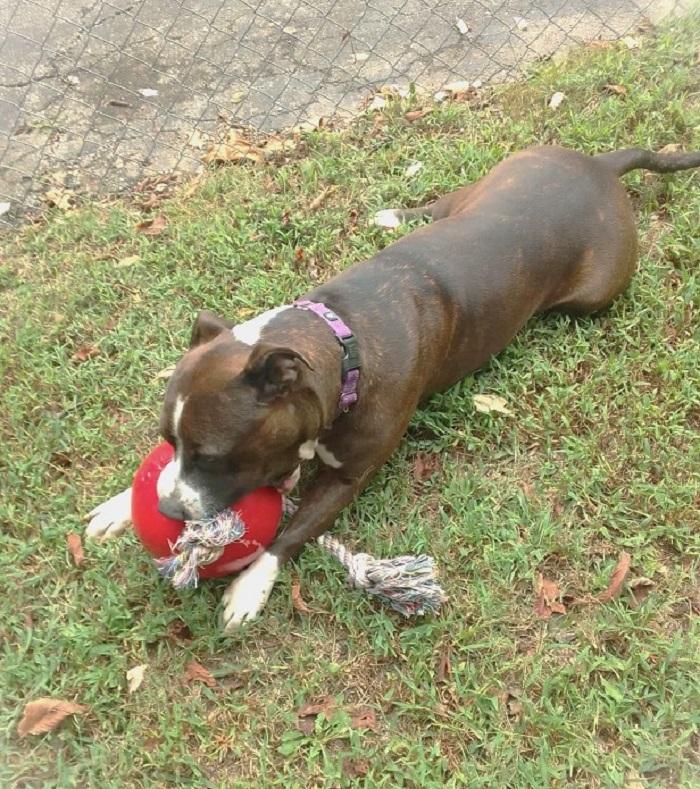 GAGE, a ADOPTABLE mixed breed in Pegram, TN image 4/6