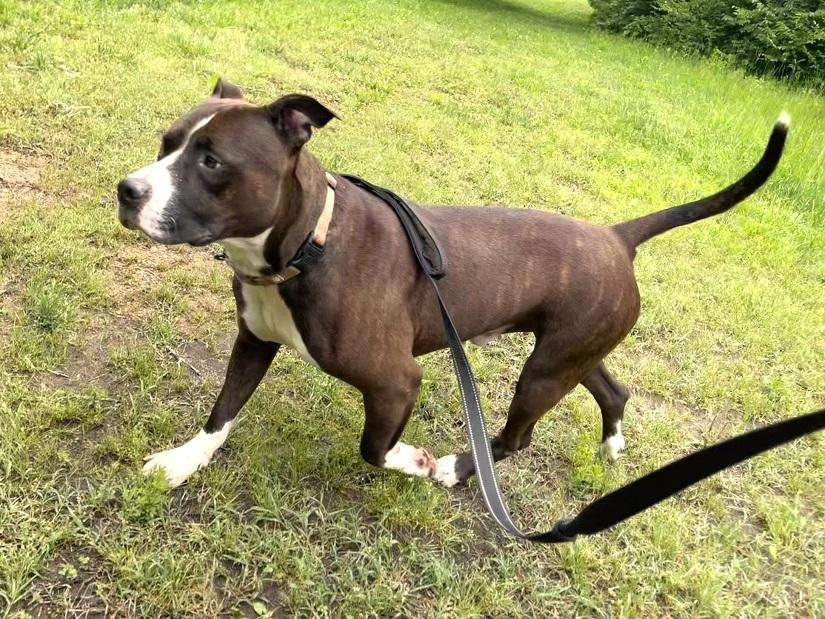 GAGE, a ADOPTABLE mixed breed in Pegram, TN image 5/6