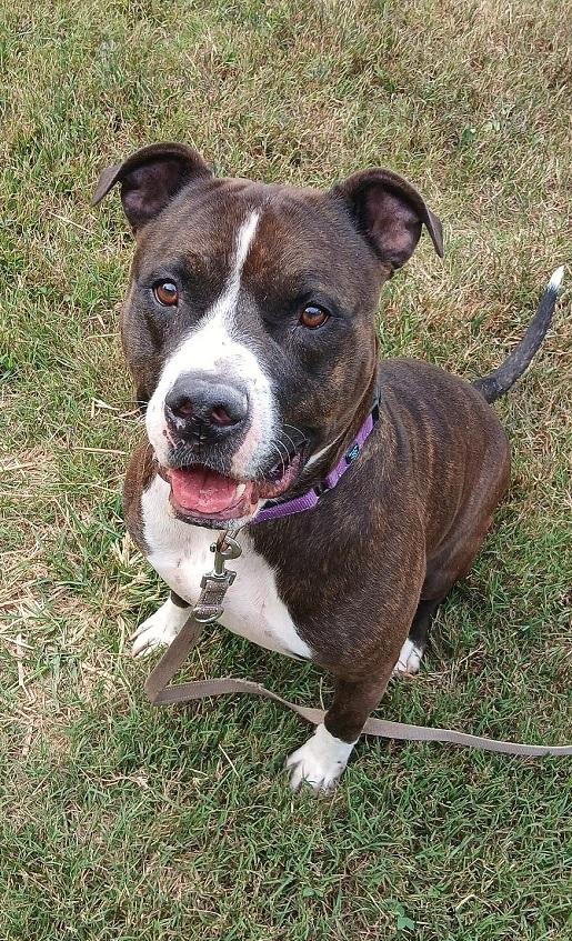 GAGE, a ADOPTABLE mixed breed in Pegram, TN image 6/6