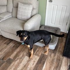 Enlarge Rocky, a ADOPTABLE mixed breed in Manhasset, NY image 2/3
