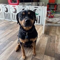 Rocky, ADOPTABLE, Adult Male Rottweiler & Hound.