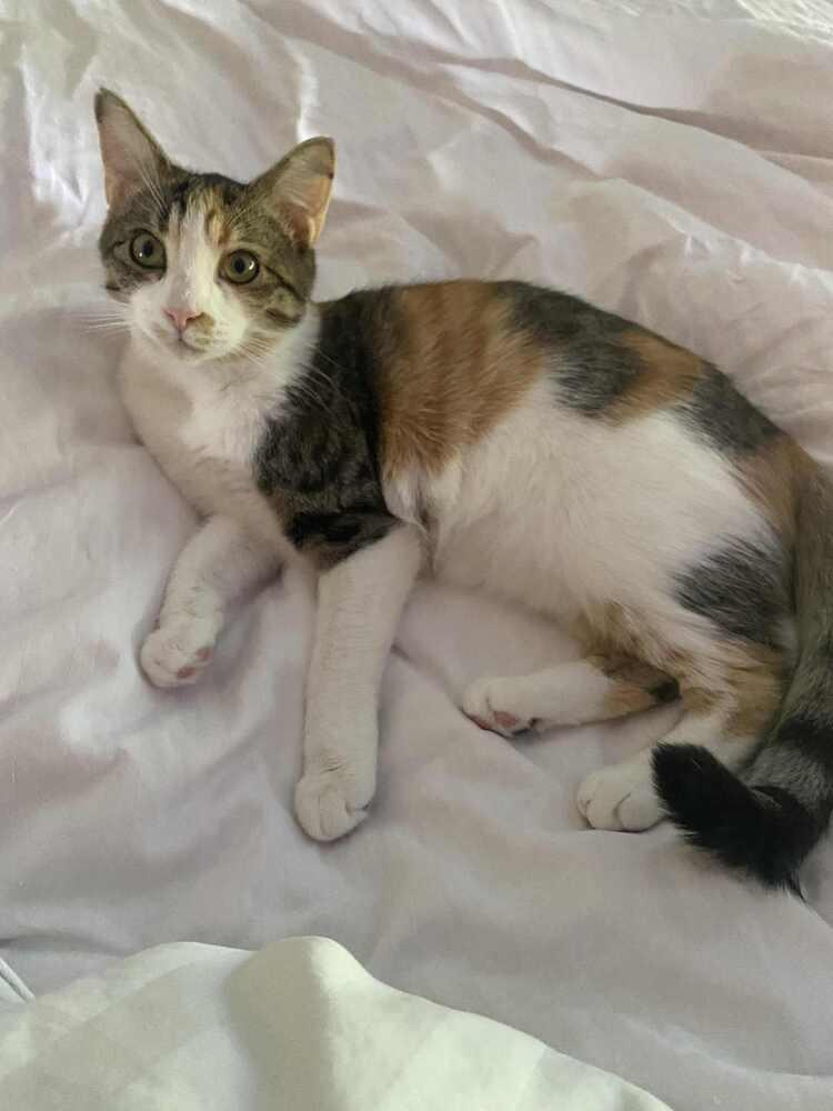 Jewel, Adoptable, Young Female Calico & Domestic Short Hair.