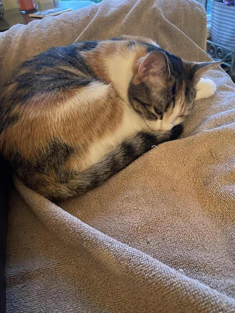 Enlarge Jewel, a Adoptable mixed breed in Harpers Ferry, WV image 2/4