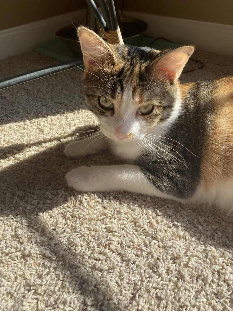 Enlarge Jewel, a Adoptable mixed breed in Harpers Ferry, WV image 3/4