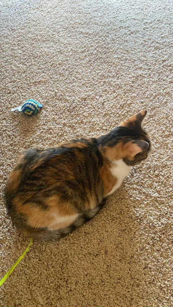 Enlarge Jewel, a Adoptable mixed breed in Harpers Ferry, WV image 4/4