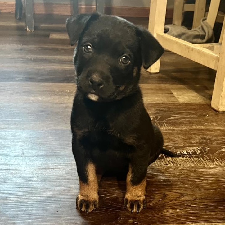 Enlarge Recliner, an adopted Mixed Breed in Racine, WI image 1/3