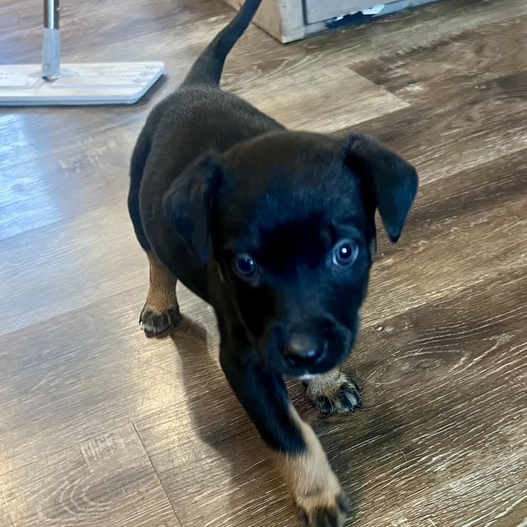 Enlarge Recliner, an adopted Mixed Breed in Racine, WI image 2/3