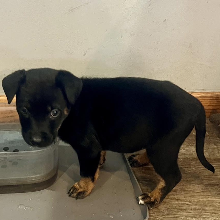 Enlarge Recliner, an adopted Mixed Breed in Racine, WI image 3/3