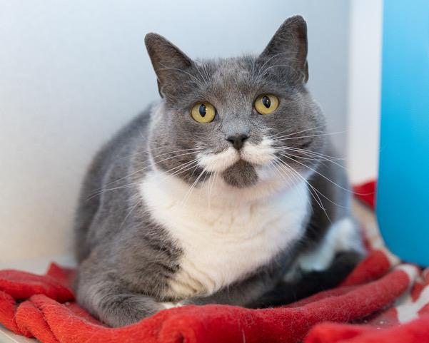 Enlarge SAMANTHA, a Adoptable Domestic Short Hair in Leesburg, VA image 1/1